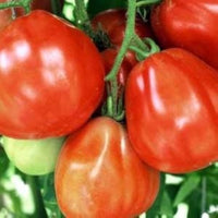 Graines de Tomate Coeur de Boeuf Rose Samen zum Pflanzen vegetable patch