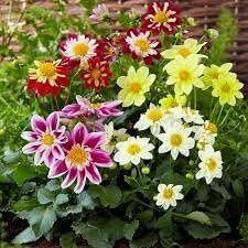 Dahlia blume samen for anpflanzung low maintenance heirloom & gmo free samen for home garten 
 
 sale for anpflanzung in home garten