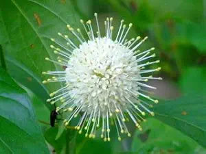 Knopf bush for anpflanzung in home garten