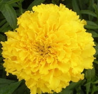 Gelb caryophyllus blume samen for anpflanzung - long bloom season, heirloom & gmo free samen for home garten
 
 sale samen for home garten