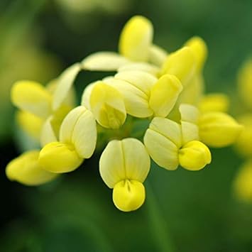 Gelb coronilla samen blume samen for anpflanzung - cottage garten essential, heirloom & gmo free samen for home garten
 
 sale for anpflanzung in home garten