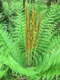 Cinnamon fern spores blume samen for anpflanzung - seasonal bloomer, heirloom & gmo free samen for home garten
 
 sale samen for home garten