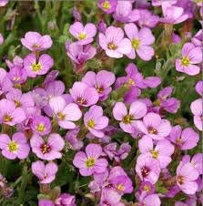Soft rosa rock cress blume samen for anpflanzung - colorful display, heirloom & gmo free samen for home garten
 
 sale samen for home garten