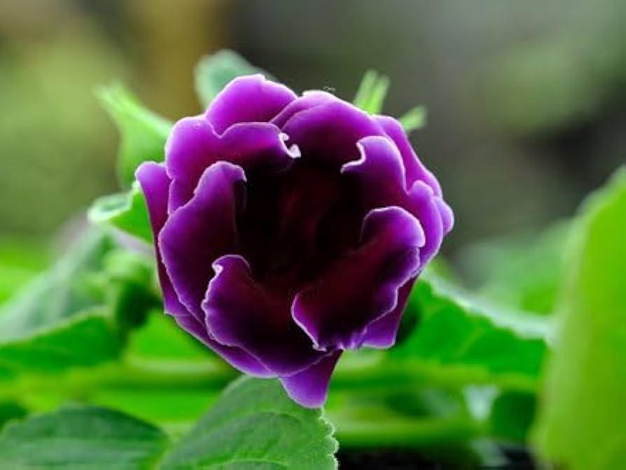 Rosa lila gloxinia blume samen for anpflanzung - compact growth, heirloom & gmo free samen for home garten
 
 sale samen for home garten