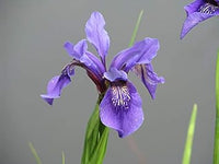 Violet bulleyana blume samen for anpflanzung - wildflower mix, heirloom & gmo free samen for home garten
 
 sale for anpflanzung in home garten