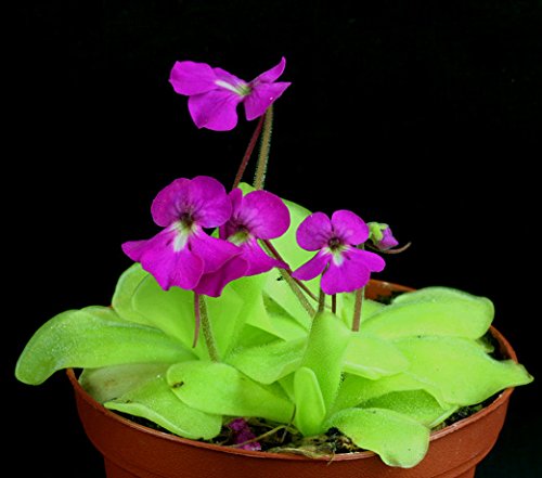 Mexican Butterwort Carnivorous Blumensamen zur Aussaat – robust Sorte – Traditionssorte & ohne Gentechnik Samen Hausgarten