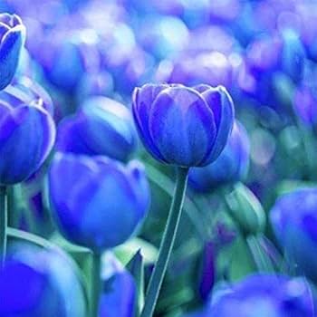 Tulpe Blau Blumensamen zur Aussaat – robust Sorte – Traditionssorte & ohne Gentechnik Samen Hausgarten