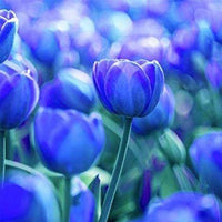 Blau Tulpe Blumensamen zur Aussaat – Traditionssorte ohne Gentechnik biologisch Garten Samen Keimung