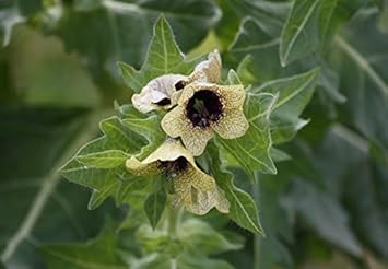 Cream henbane blume samen for anpflanzung - vibrant colors, heirloom & gmo free samen for home garten
 
 sale samen for anpflanzung in home garten