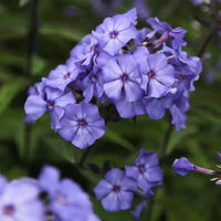 Mountain Phlox Phlox paniculata Blumensamen zur Aussaat Garten und Blume Beet