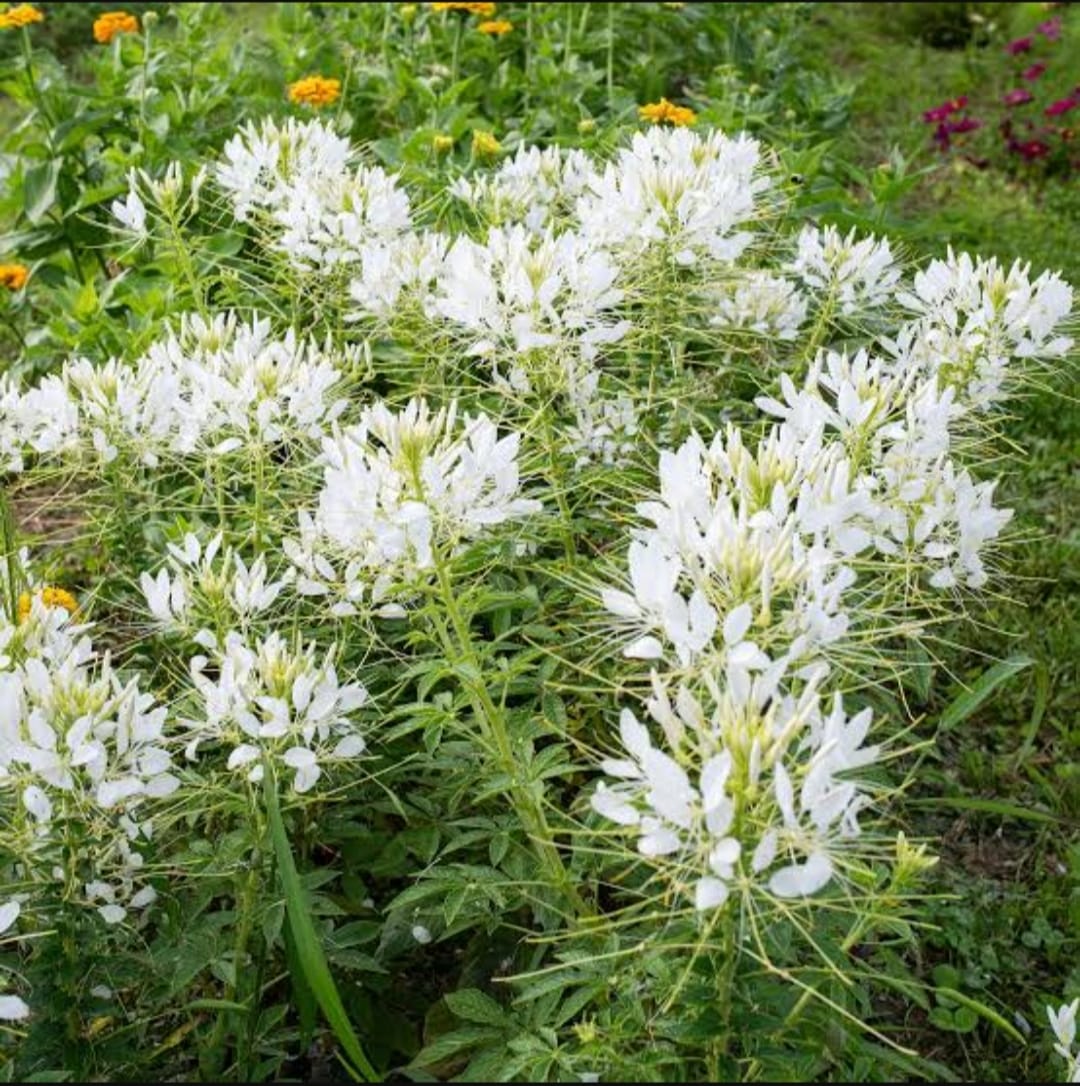 Weiß Cleome Blumensamen zur Aussaat – lang Blüte Saison – Traditionssorte & ohne Gentechnik Samen Hausgarten