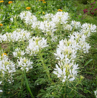 Weiß Cleome Blumensamen zur Aussaat – lang Blüte Saison – Traditionssorte & ohne Gentechnik Samen Hausgarten