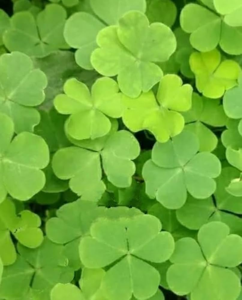 Grün Clover Samen zur Aussaat – robust mehrjährig blühend Clover Garten Samen