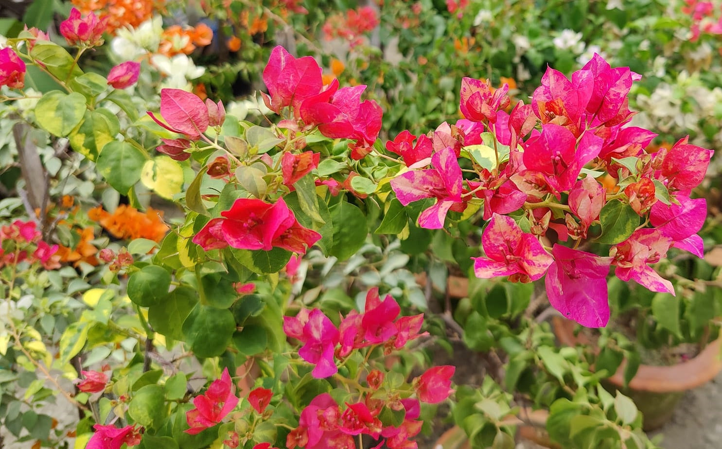 mehrfarbig Drillingsblume Blumensamen zur Aussaat farbenfroh Schau Traditionssorte & ohne Gentechnik Samen Hausgarten