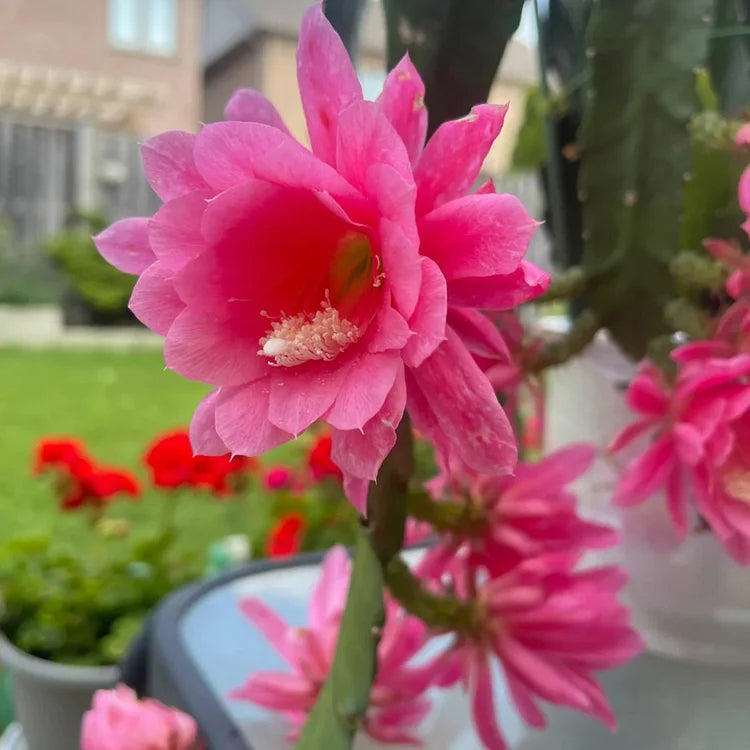 hell Rosa Epiphyllum Blumensamen zur Aussaat – Traditionssorte ohne Gentechnik biologisch Garten Samen Keimung