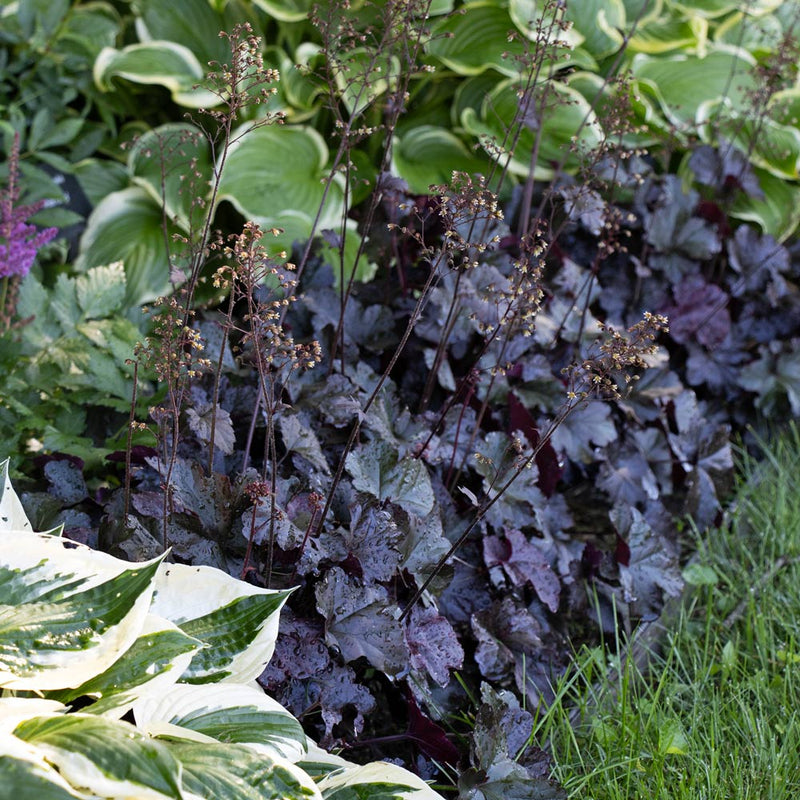 Schwarz obsidian blume samen for anpflanzung - cottage garten essential, heirloom & gmo free samen for home garten
 
 sale samen for anpflanzung in home garten
