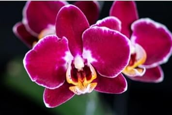 Bordeaux Weiß Schmetterlingsorchidee Orchids Samen zur Aussaat Anzucht Traditionssorte & ohne Gentechnik Samen Hausgarten