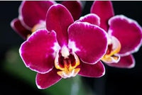 Bordeaux Weiß Schmetterlingsorchidee Orchids Samen zur Aussaat Anzucht Traditionssorte & ohne Gentechnik Samen Hausgarten