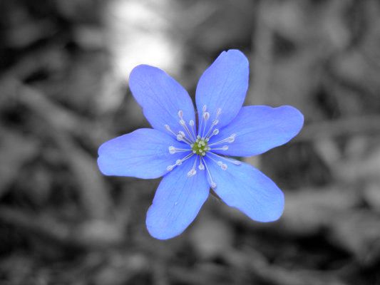 Blau Sapphire Blumensamen zur Aussaat – Schnitt Blume beliebt – Traditionssorte & ohne Gentechnik Samen Hausgarten