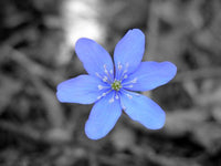 Blau Sapphire Blumensamen zur Aussaat – Schnitt Blume beliebt – Traditionssorte & ohne Gentechnik Samen Hausgarten