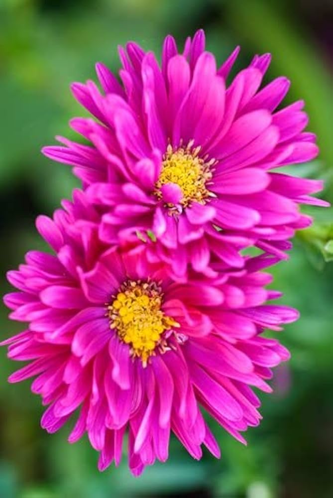 Traditionssorte Aster Blumensamen zur Aussaat Wildblume Mischung Traditionssorte & ohne Gentechnik Samen Hausgarten