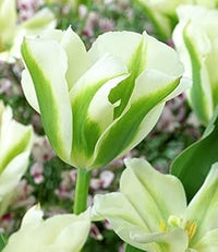 Tulip grün blume samen for anpflanzung - perfect for borders, heirloom & gmo free samen for home garten
 
 sale for anpflanzung in home garten.