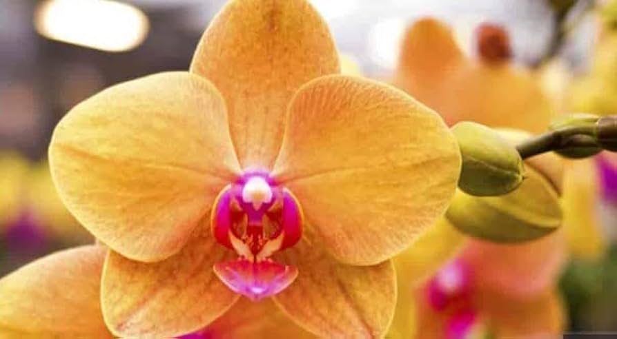 hell Orange Schmetterlingsorchidee Orchidee Blumensamen zur Aussaat hochwertige Qualitäts- Traditionssorte & ohne Gentechnik Samen Hausgarten