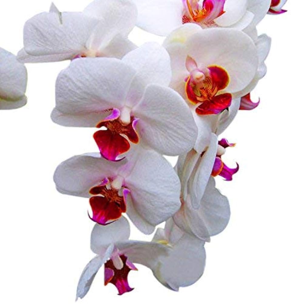 Creme Schmetterlingsorchidee Orchidee Blumensamen zur Aussaat – leuchtend Blüten – Traditionssorte & ohne Gentechnik Samen Hausgarten