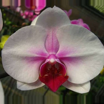 Schmetterlingsorchidee Orchidee Blumensamen zur Aussaat saisonal Dauerblüher Traditionssorte & ohne Gentechnik Samen Hausgarten