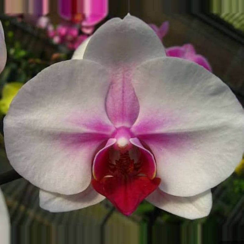 Schmetterlingsorchidee Orchidee Blumensamen zur Aussaat saisonal Dauerblüher Traditionssorte & ohne Gentechnik Samen Hausgarten