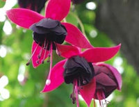 Schwarz rosa fuchsia blume samen for anpflanzung - garten favorite, heirloom & gmo free samen for home garten
 
 sale samen for anpflanzung in home garten