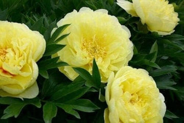 Peony paeonia officinalis for anpflanzung in blume bed