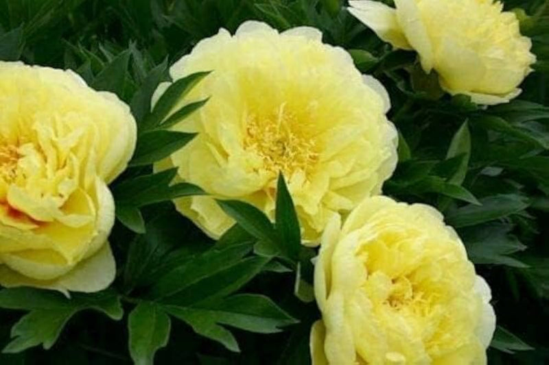 Peony paeonia officinalis for anpflanzung in blume bed