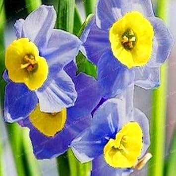 Gelb rot double narcissus blume samen for anpflanzung fragrant blossoms heirloom & gmo free samen for home garten
 
 sale for anpflanzung in home garten