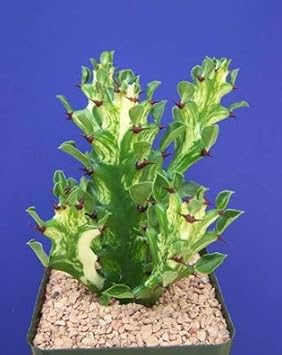Heirloom euphorbia mayurnathanii blume samen for anpflanzung fragrant blossoms heirloom & gmo free samen for home garten 
 
 sale for anpflanzung in home garten