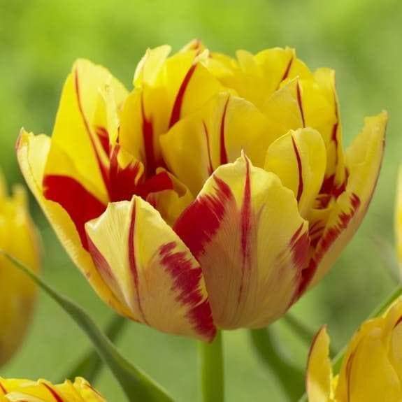 Gelb Rot Tulpe Blumensamen zur Aussaat – Traditionssorte ohne Gentechnik hochwertige biologisch Garten Samen Keimung