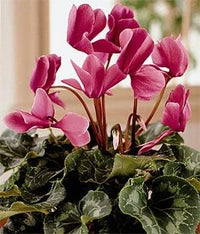 Rosa cyclamen blume samen for anpflanzung - drought tolerant, heirloom & gmo free samen for home garten
 
 sale samen for anpflanzung in home garten