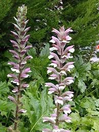 ACANTHUS MOLLIS Acanthus mollis Blumensamen zur Aussaat Blume Beet