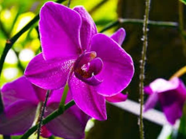 Mini Orchidee Orchidaceae Blumensamen zur Aussaat Hausgarten