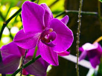 Mini Orchidee Orchidaceae Blumensamen zur Aussaat Hausgarten