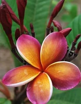 Lila gelb frangipani blume samen for anpflanzung - compact growth, heirloom & gmo free samen for home garten
 
 sale samen for anpflanzung in home garten