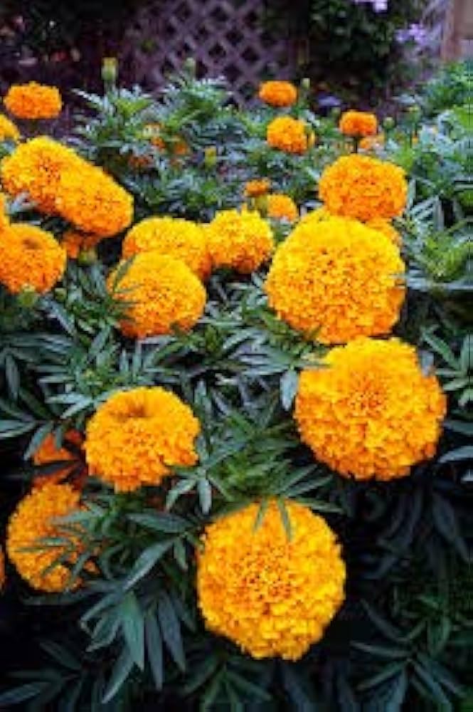 Studentenblume Samen zur Aussaat Tagetes Erecta Blume Beet vegetable Garten