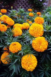 Studentenblume Samen zur Aussaat Tagetes Erecta Blume Beet vegetable Garten