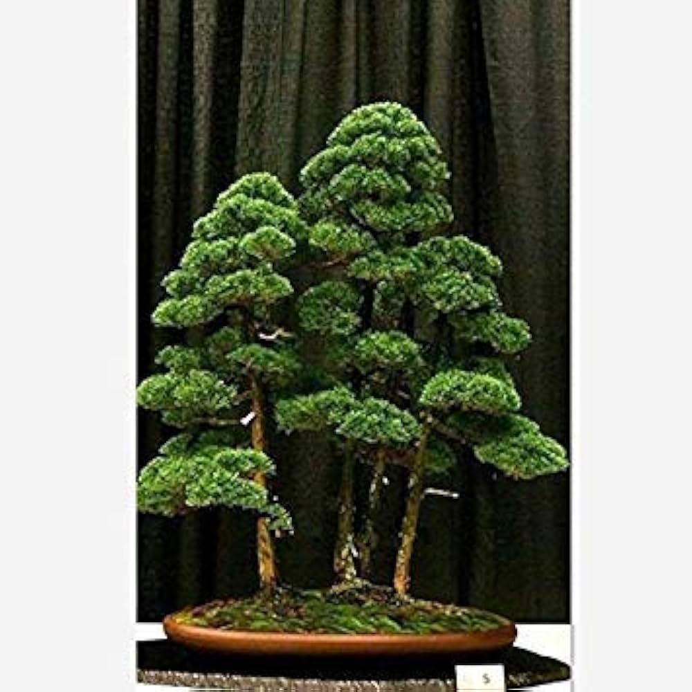 Wacholder Bonsai Baum Samen zur Aussaat Hausgarten Blume Beet