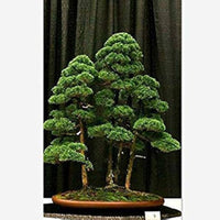 Wacholder Bonsai Baum Samen zur Aussaat Hausgarten Blume Beet