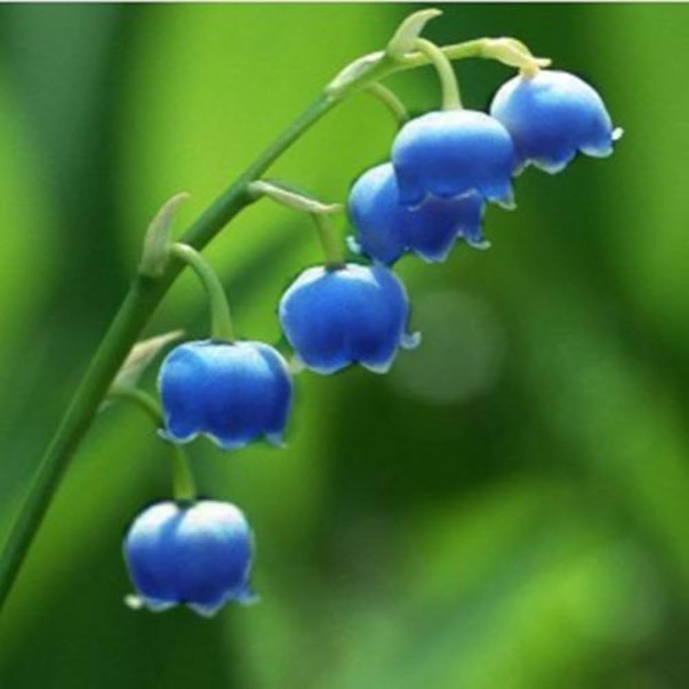 Blau Bell Orchidee Blumensamen zur Aussaat – Traditionssorte ohne Gentechnik duftend biologisch Garten Samen Keimung