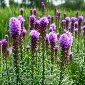 Liatris Blumensamen zur Aussaat leuchtend mehrjährige Blüten