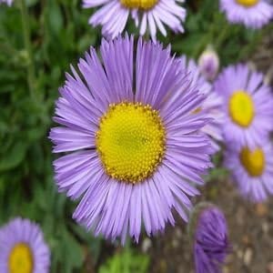 Lavender erigeron blume samen for anpflanzung - drought tolerant, heirloom & gmo free samen for home garten
 
 sale samen for anpflanzung in home garten