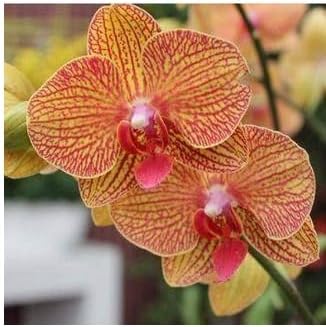 Gelb rot phalaenopsis orchid blume samen for anpflanzung - sun loving, heirloom & gmo free samen for home garten
 
 sale for anpflanzung in home garten