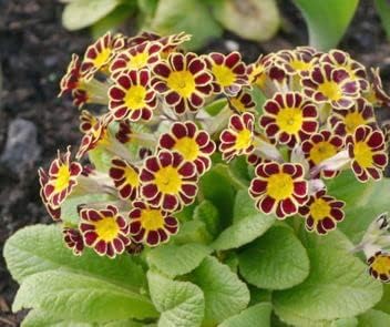 Maroon gelb primrose blume samen for anpflanzung - cottage garten essential, heirloom & gmo free samen for home garten
 
 sale for anpflanzung in home garten